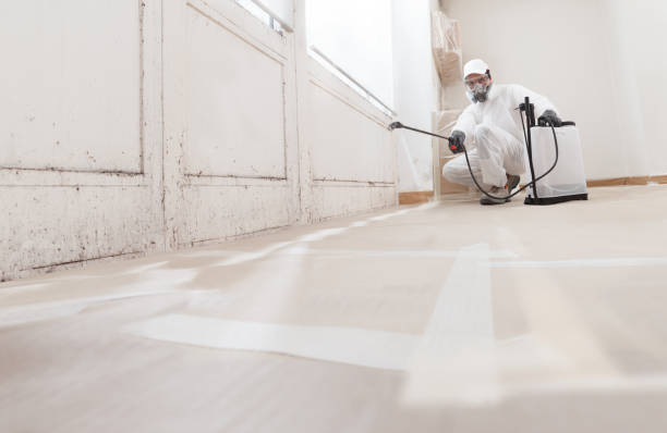 Black mold remediation team in Silver Spring